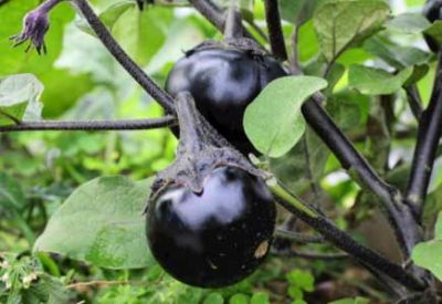 欢迎访问湖北不朽情缘官网登录入口农业投资集团股份有限公司！