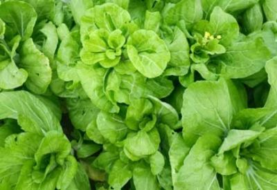 农业部等三部门：开展植保无人飞机应用试点工作